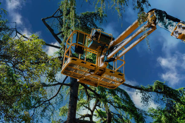 Professional Tree Removal and Landscaping Services in Palm Valley, FL